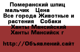 Померанский шпиц, мальчик › Цена ­ 35 000 - Все города Животные и растения » Собаки   . Ханты-Мансийский,Ханты-Мансийск г.